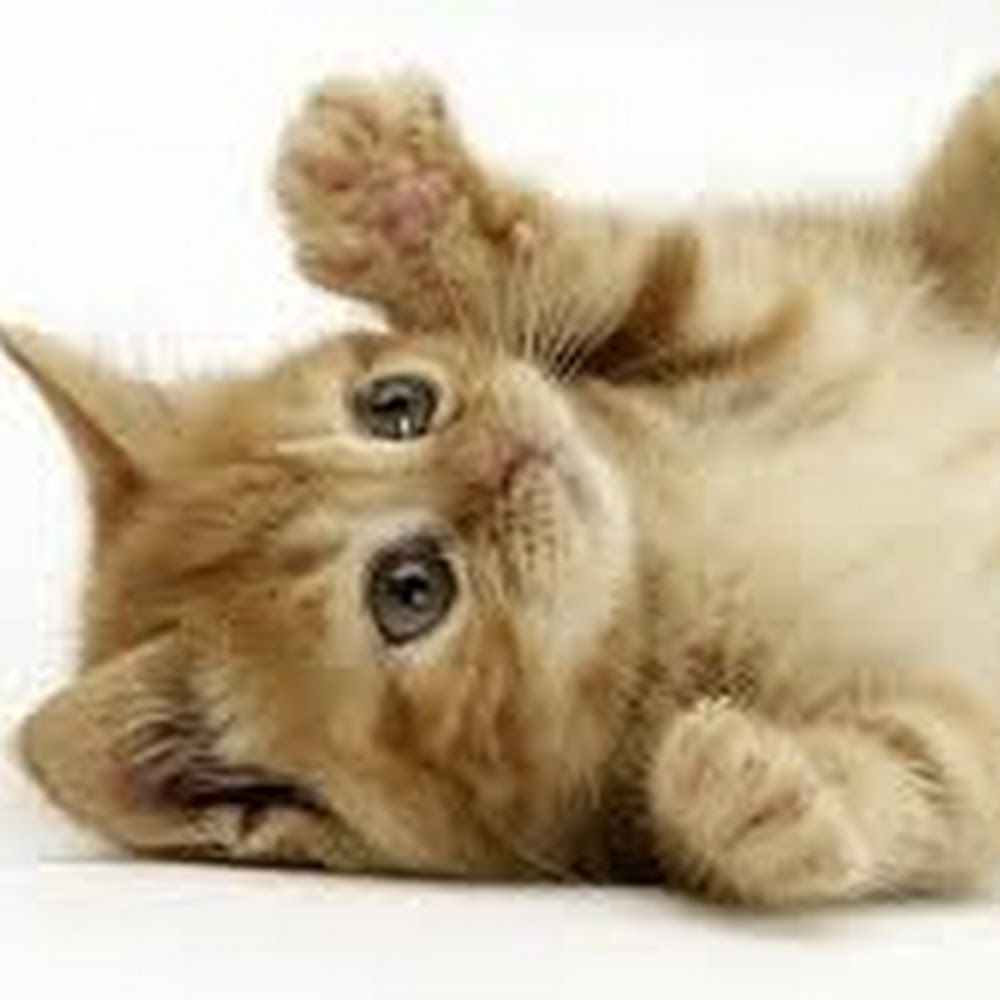 Meet your Posher, Nena